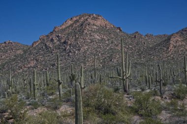 Saguaro Ulusal Parkı - Batı - Tucson Dağı Bölgesi _ 0105