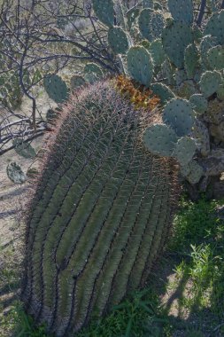 Saguaro Ulusal Parkı - Batı - Tucson Dağı Bölgesi _ 0117