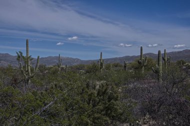 Saguaro Ulusal Parkı - Doğu - Rincon Dağı Bölgesi _ 0465