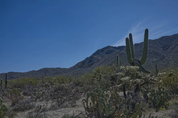 Parque Nacional Saguaro Oeste Tucson Mountain District 0112 — Foto de Stock