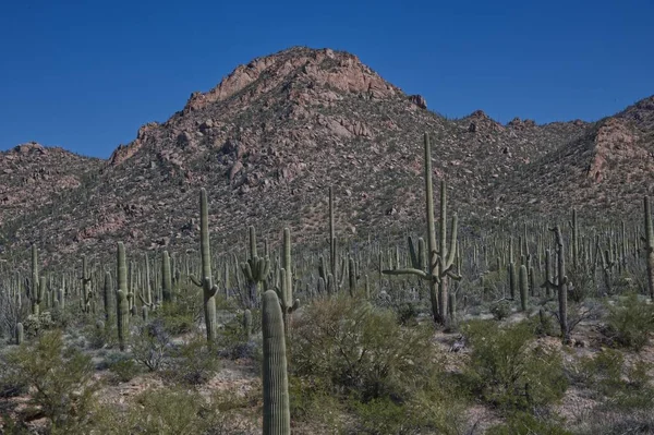 Εθνικό Πάρκο Saguaro West Tucson Mountain District 0105 — Φωτογραφία Αρχείου