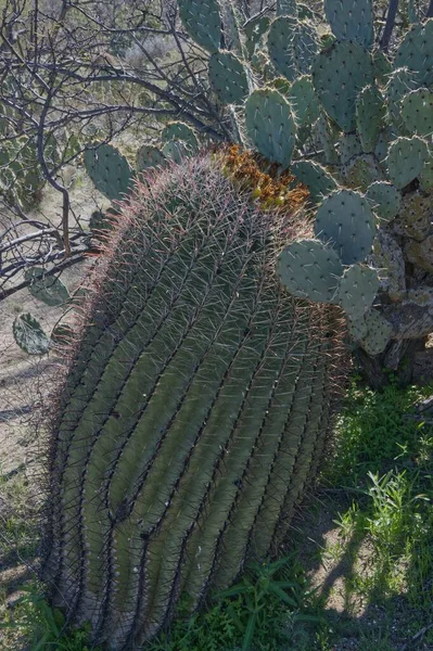 Parque Nacional Saguaro Oeste Tucson Mountain District 0117 —  Fotos de Stock