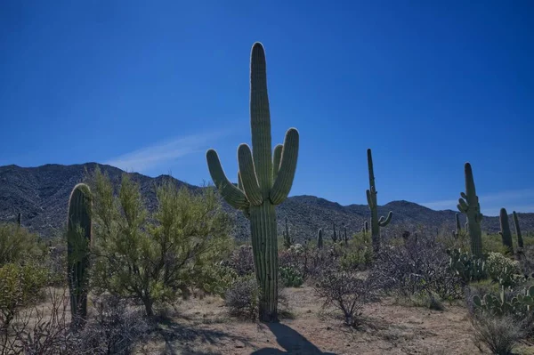 Saguaro Nationalpark Westen Tucson Mountain District 0118 — Stockfoto