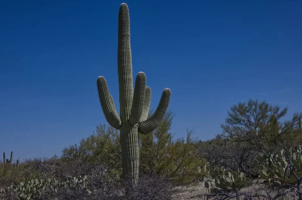 Nationaal Park Saguaro West Tucson Mountain District 0120 — Stockfoto