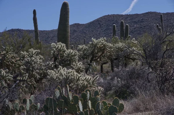 Saguaro Ulusal Parkı Batı Tucson Dağı Bölgesi 0122 — Stok fotoğraf