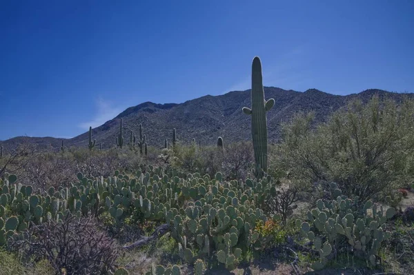 Parque Nacional Saguaro Oeste Tucson Mountain District 0126 —  Fotos de Stock