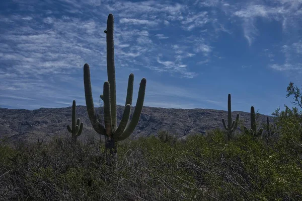 Parque Nacional Saguaro Este Rincón Mountain District 0461 —  Fotos de Stock