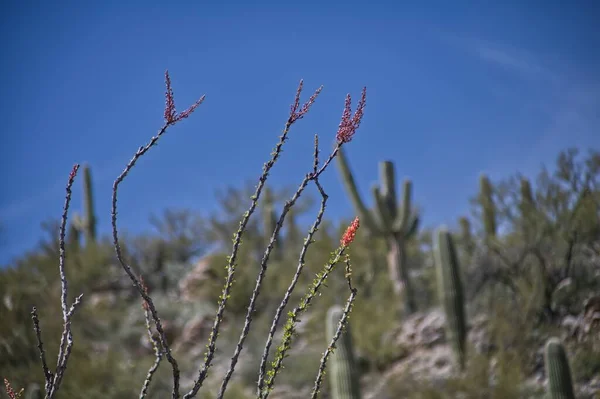 Parco Nazionale Del Saguaro Est Rincon Mountain District 0472 — Foto Stock