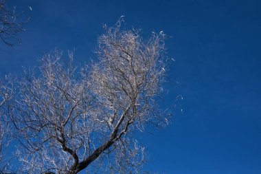 Tucson Dağ Parkı 'nda Mavi Gökyüzüne Karşı Siluetli Ağaç _ 0164