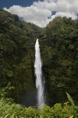 Akaka Falls on the Big Island in Hawaii_2127 clipart