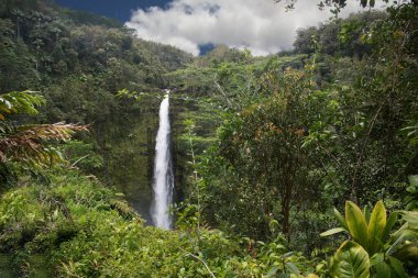 Hawaii 'deki Büyük Ada' da Akaka Şelaleleri.