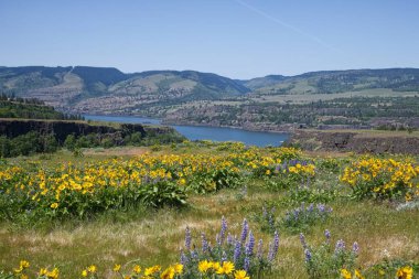 Kolombiya Boğazı 'nda Rowena Crest Yabani Çiçekleri, Oregon _ 3830