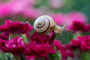 Bahar bahçesinde çiçek açan karanfiller üzerine bir salyangozun yakın çekimi - seçici odak, metin için alan