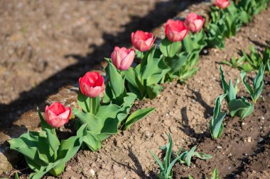 Bir bahar bahçesinde açan pembe laleler - seçici bir odak noktası