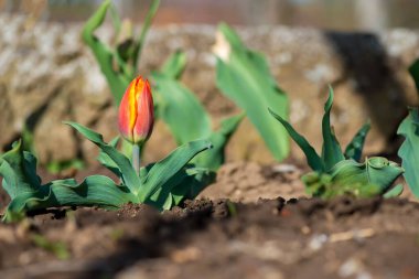İlkbaharda açan kırmızı sarı lale - seçici odak