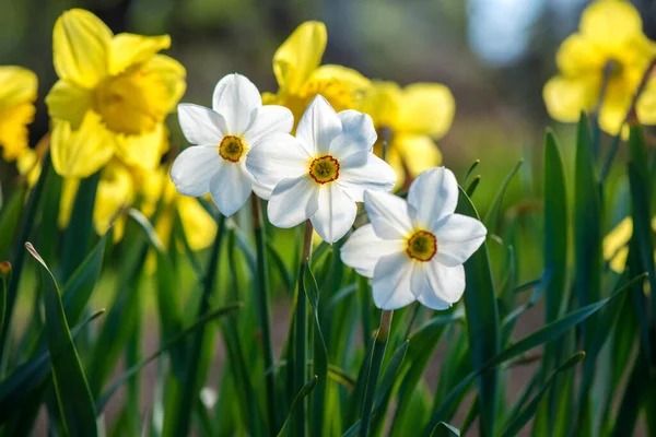 Blühende Frühlingsblumen Narzissen Vorfrühlingsgarten Selektiver Fokus Kopierraum — Stockfoto