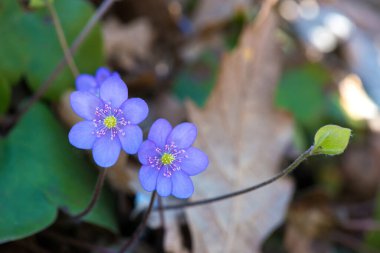 Güzel bir bahar çiçeği, hepatica hepatica hepatica hepatica nobilis, seçici odaklanma