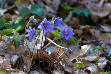 Güzel bir bahar çiçeği, hepatica hepatica hepatica hepatica nobilis, seçici odaklanma