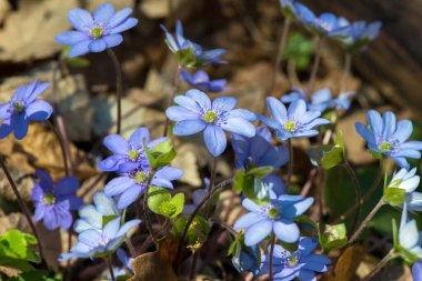 Güzel bir bahar çiçeği, hepatica hepatica hepatica hepatica nobilis, seçici odaklanma