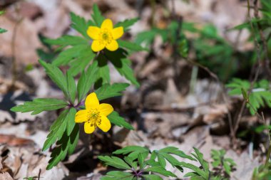 Anemone ranunculoides, sarı anemon, sarı ahşap anemon ya da düğün çiçeği şakayığı - seçici odak