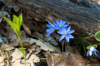 Güzel bir bahar çiçeği, hepatica hepatica hepatica hepatica nobilis, seçici odaklanma