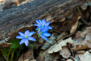 Güzel bir bahar çiçeği, hepatica hepatica hepatica hepatica nobilis, seçici odaklanma