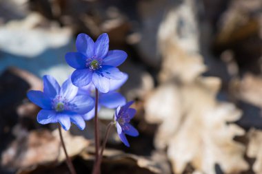 Güzel bir bahar çiçeği, hepatica hepatica hepatica hepatica nobilis, seçici odaklanma
