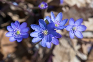 Güzel bir bahar çiçeği, hepatica hepatica hepatica hepatica nobilis, seçici odaklanma