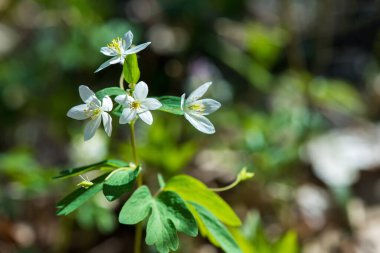 Anemone ranunculoides, beyaz anemon, beyaz ahşap şakayık ya da düğün çiçeği şakayığı - seçici odak