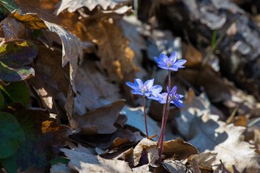 Güzel bir bahar çiçeği, hepatica hepatica hepatica hepatica nobilis, seçici odaklanma