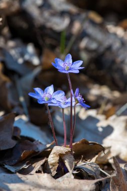 Güzel bir bahar çiçeği, hepatica hepatica hepatica hepatica nobilis, seçici odaklanma