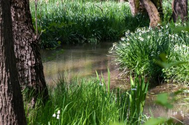 White Summer Snowflake flowers (Leucojum aestivum) in its natural habitat. An ingredient in a drug used to treat poliomyelitis. Selective focus.