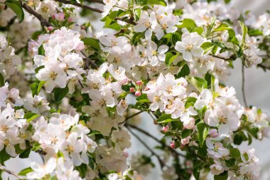 Bahar çiçeği: bahçe zemin - seçici odak, metin için yer üzerine çiçek açması bir elma ağacının dalını