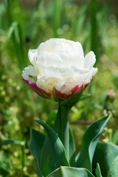 Ice cream kind exotic tulip. Unusual Netherlands sort flowering in a rural garden. Selective focus.