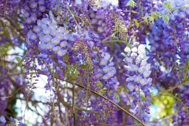 Wisteria flowers. Spring nature background - selective focus