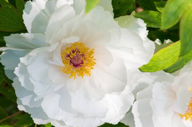 -Seçici odak bir bahar bahçe beyaz peonies Close-up