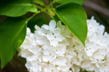 Blooming white lilac in a spring garden - selective focus, copy space