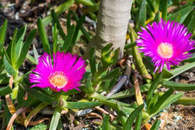 Angular Pigface Carpobrotus glaucesens (carpobrotus edulis). Blooming Karkalla or pigface flowers with succulent leaves.