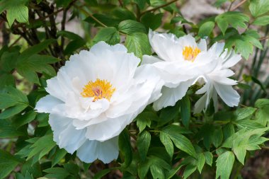 -Seçici odak bir bahar bahçe beyaz peonies Close-up