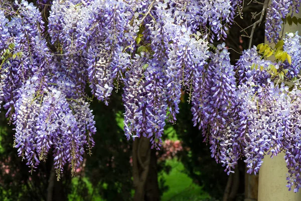Wisteria flowers. Spring nature background - selective focus