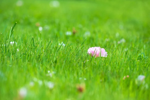Fresh green grass background with fallen sakura flowers - selective focus, copy space