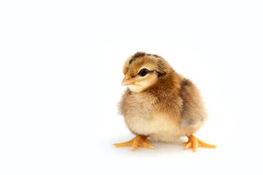 Yeni yumurtadan çıkmış Fransız Faverolles yavruları beyaz arka planda izole edilmiş - seçici odak, kopyalama alanı