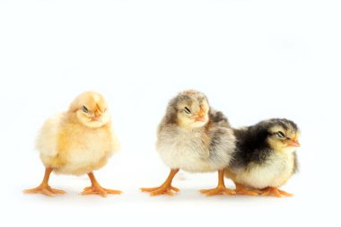 Yeni yumurtadan çıkmış Fransız Faverolles yavruları beyaz arka planda izole edilmiş - seçici odak, kopyalama alanı