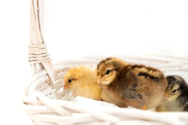 Yeni Yumurtadan Çıkmış Fransız Faverolles Yavruları Beyaz Arka Planda Izole — Stok fotoğraf