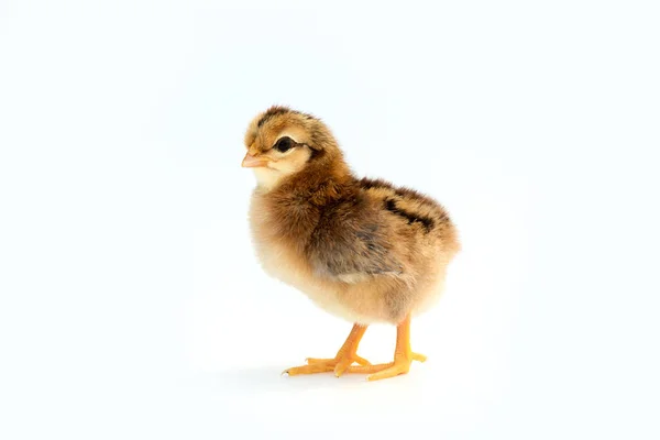 Nykläckta Franska Faverolles Kycklingar Isolerad Vit Bakgrund Selektivt Fokus Kopiera — Stockfoto