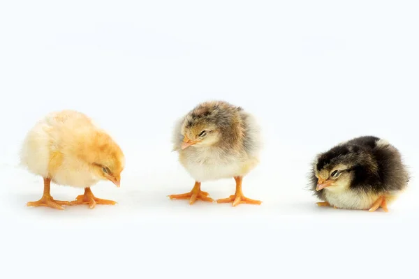 Nykläckta Franska Faverolles Kycklingar Isolerad Vit Bakgrund Selektivt Fokus Kopiera — Stockfoto