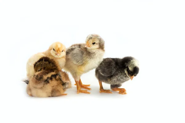 Yeni Yumurtadan Çıkmış Fransız Faverolles Yavruları Beyaz Arka Planda Izole — Stok fotoğraf