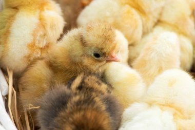 Yuvalarında bir sepetin içinde yavrular yumurtadan çıktı. Seçici odak, boşluğu kopyala.