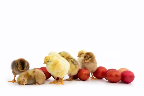 Apenas Pintos Eclodidos Ovos Vermelhos Páscoa Isolados Fundo Branco Foco — Fotografia de Stock