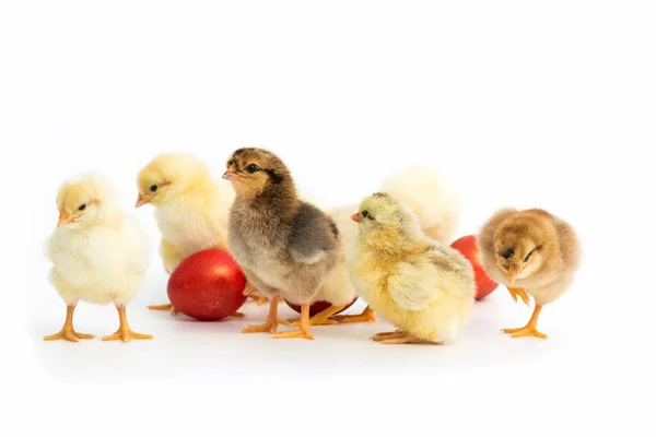 Jen Vylíhnutá Kuřata Velikonoční Červená Vejce Izolovaná Bílém Pozadí Selektivní — Stock fotografie